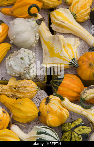 Cucurbita, citrouilles ornementales Banque D'Images