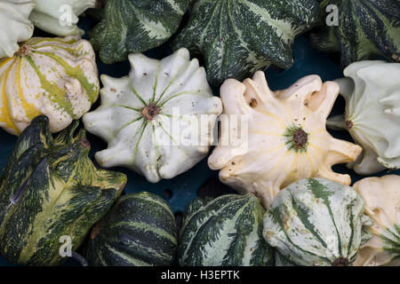 Cucurbita, citrouilles ornementales Banque D'Images