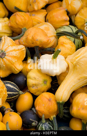 Cucurbita, citrouilles ornementales Banque D'Images