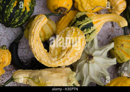 Cucurbita, citrouilles ornementales Banque D'Images