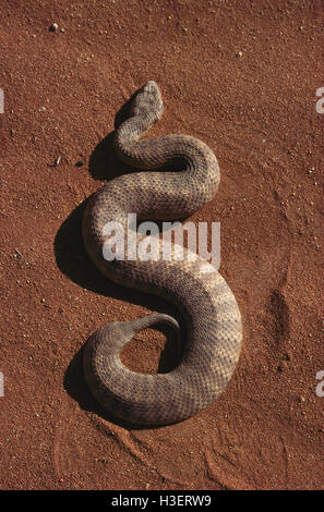 Desert death adder (acanthophis pyrrhus), sur le sable rouge de l'Australie centrale. Banque D'Images