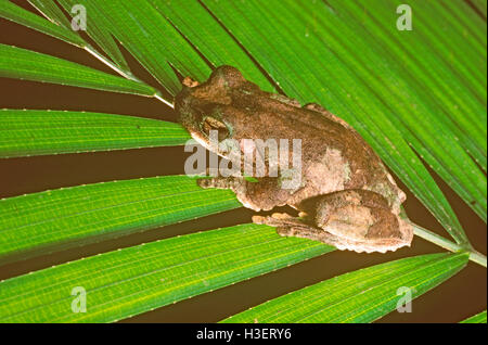 Tapping grenouille aux yeux verts (Litoria serrata) sur feuille de palmier. Gamme de Kuranda, le nord du Queensland, Australie Banque D'Images