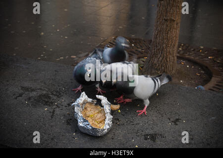 Quatre pigeons manger le pain des déchets dans une ville Banque D'Images