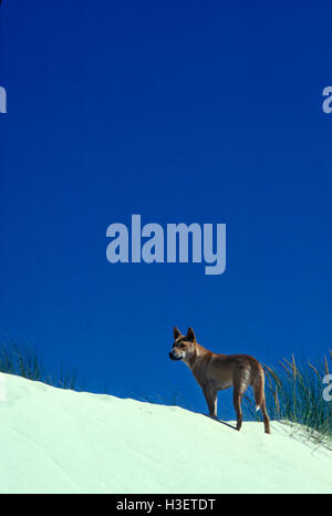 Dingo (canis dingo), sur la dune de sable. nadgee nature reserve, New South Wales, Australie Banque D'Images