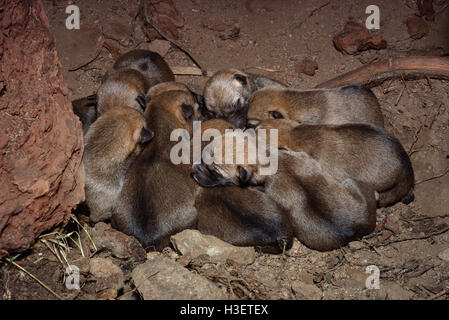 Dingo (canis dingo), deux jours à petits dans den. le sud de la Nouvelle-Galles du Sud, Australie Banque D'Images