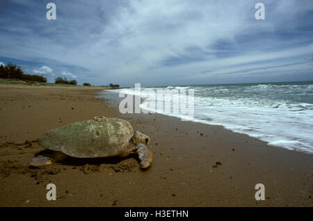 Tortue caouanne (Caretta caretta), de retourner à la mer. mon repos conservation park, Bundaberg, Queensland, Australie Banque D'Images