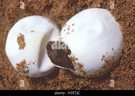 Tortue caouanne (Caretta caretta), l'éclosion. mon repos conservation park, Bundaberg, Queensland, Australie Banque D'Images