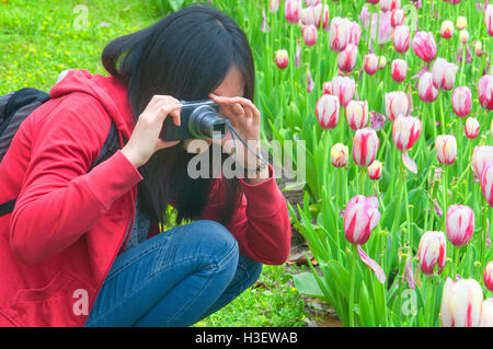 Une femme chinoise avec un point et d'appareil photo pour prendre des photos de la floraison des tulipes roses et blanches à Shanghai en Chine. Banque D'Images