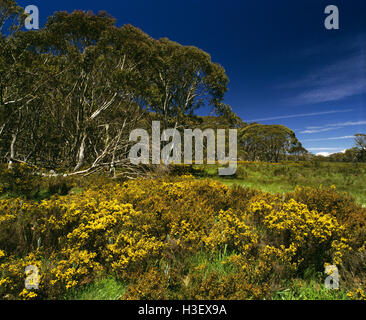 Snow gum (eucalyptus pauciflora) Banque D'Images