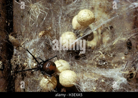 (Latrodectus hasselti araignée Redback) Banque D'Images