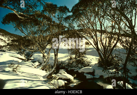 Snow gum (eucalyptus pauciflora) Banque D'Images