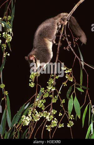 Leadbeater (Gymnobelideus leadbeateri) Banque D'Images