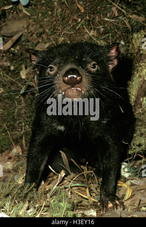 Diable de Tasmanie (sarcophilus harrisii) Banque D'Images