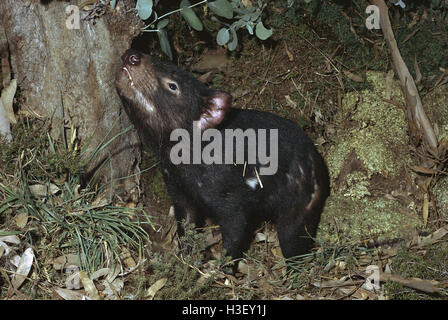 Diable de Tasmanie (Sarcophilus harrisii) Banque D'Images