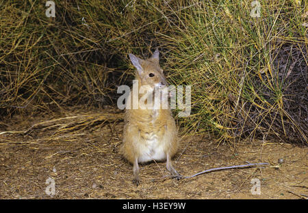 Le bec-de-lièvre wallaby wallaby (hirsutus) Banque D'Images