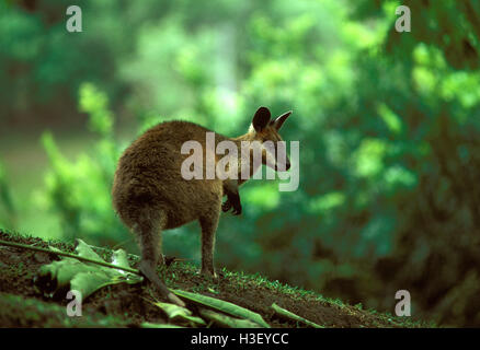 Swamp wallaby (Wallabia bicolor) Banque D'Images