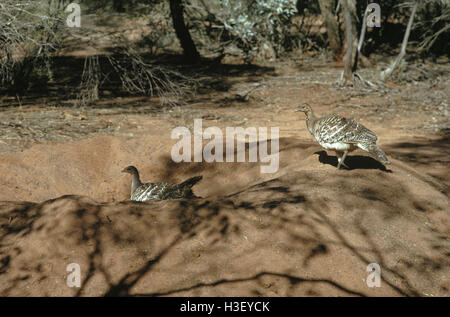 Leipoa malleefowl ocellata) ( Banque D'Images