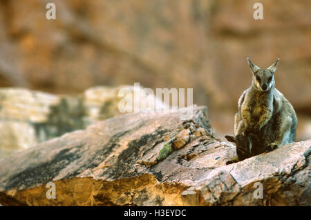 Bordée de noir-rock wallaby (Petrogale lateralis) Banque D'Images