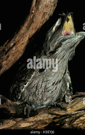 (Podargus strigoides Tawny une grille supérieure) Banque D'Images