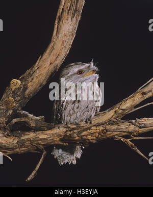 (Podargus strigoides Tawny une grille supérieure) Banque D'Images