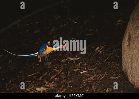 Buff-breasted paradise-Kingfisher (Tanysiptera sylvia) Banque D'Images