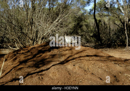 Leipoa malleefowl ocellata) ( Banque D'Images