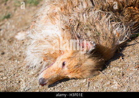Blessé et sale chien colley couché sur le plancher Banque D'Images