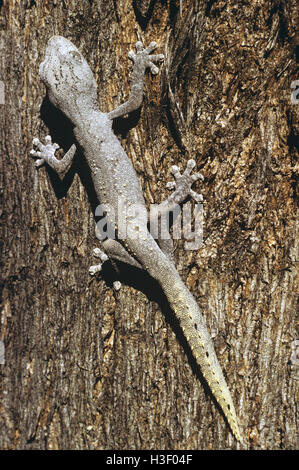 Gecko à queue épineuse du nord (Strophurus ciliaris) Banque D'Images