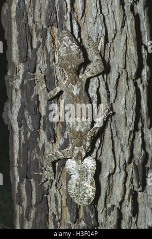 Gecko à queue de feuille du nord (saltuarius cornutus) Banque D'Images