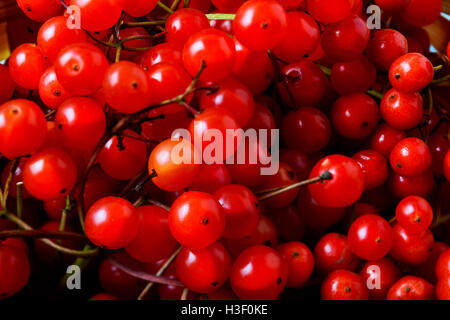 Les baies de la viorne rouge focus sélectif. Baies rouges mûres forêt vue d'en haut. Saison Automne berry. Banque D'Images