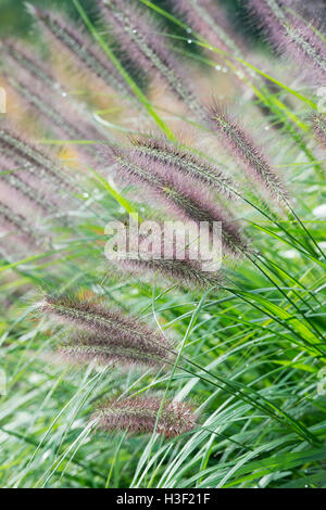 Pennisetum alopecuroides 'Hameln'. Fontaine chinois 'Hameln' herbe Banque D'Images