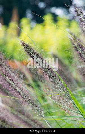 Pennisetum alopecuroides 'Hameln'. Fontaine chinois 'Hameln' herbe Banque D'Images