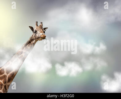 La tête d'une girafe au-dessus des nuages blancs dans le ciel gris Banque D'Images