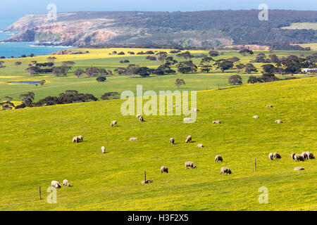 Champ de marguerites jaunes au printemps sur l'île de Kangaroo Island, regardant vers le nord vers Snelling Beach et Stokes Bay, Australie méridionale, Australie Banque D'Images
