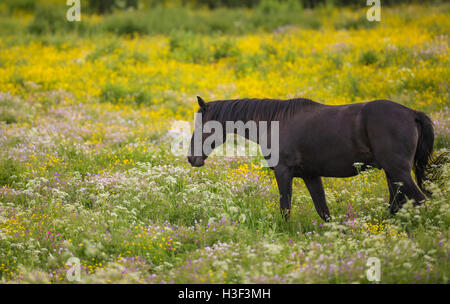 Balades à cheval à sang chaud sur une prairie avec la renoncule, commune ou cerfeuil sauvage cow parsley, Norrbotten, Suède Banque D'Images