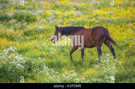 Balades à cheval à sang chaud sur une prairie avec la renoncule, commune ou cerfeuil sauvage cow parsley, Norrbotten, Suède Banque D'Images