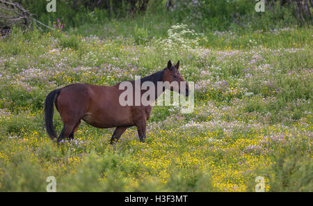 Balades à cheval à sang chaud sur une prairie avec la renoncule, commune ou cerfeuil sauvage cow parsley, Norrbotten, Suède Banque D'Images