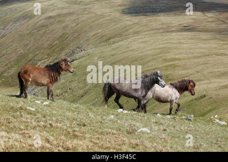 Poneys Welsh Mountain sauvages dans le parc national de Snowdonia, Pays de Galles, Royaume-Uni Banque D'Images
