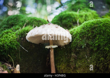 Coulemelle pousse en forêt vert foncé. Macrolepiota procera ou Lepiota procera champignon, macro photo avec selective focus Banque D'Images