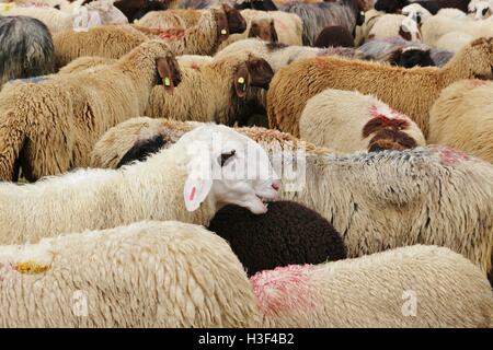 Beaucoup de moutons, juste de retour de l'été sur les pâturages de montagne. Après le traditionnel herding vers le bas en septembre, dans le Pitztal, Tirol, Banque D'Images