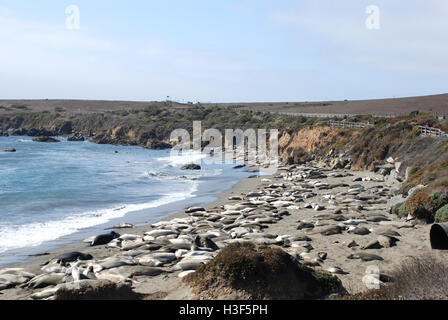 Les éléphants de mer se prélassent sur la plage de San Simeon Big Sur la route panoramique 1 Californie route Banque D'Images