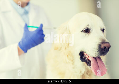 Close up of vet faire vaccin pour chien à la clinique Banque D'Images