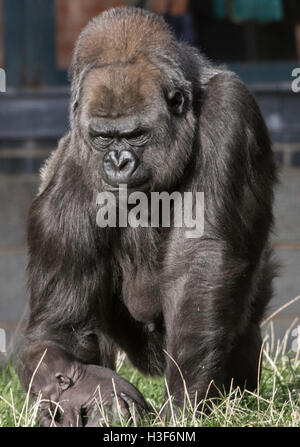 Femelle Gorille de plaine de l'Ouest et de l'enfant Banque D'Images