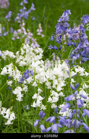 Beau printemps fleurs jacinthes en fleur, Meersbrook Park, Sheffield, Royaume-Uni Banque D'Images