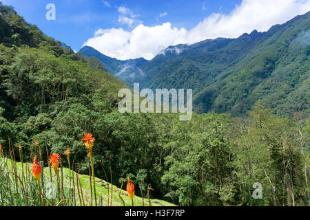 Paysage de forêt de nuage dans la vallée de Cocora près de Salento, Colombie Banque D'Images