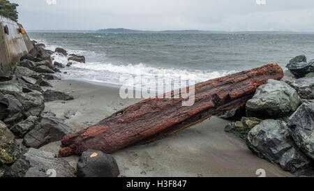 Journal de grève se trouve sur le rivage à Alki Beach à West Seattle, Washington. Banque D'Images