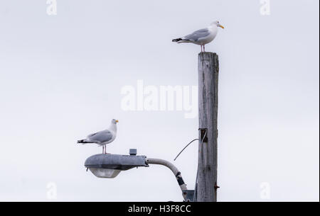 Une paire de l'ouest de goélands argentés (Larus occidentalis) au sommet d'un réverbère à Grand Bank (Terre-Neuve), le Canada atlantique. Banque D'Images