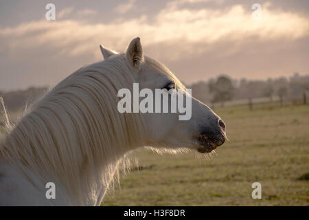 La section un poney Welsh gris Banque D'Images