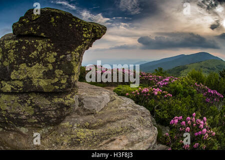 Rocky Lookout sur Jane Pygargue à tête avec rhododendron en premier plan Banque D'Images