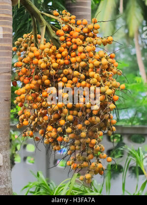 Photo de gros plan de la sétaire verte, la sétaire palm palm tree, ou Wodyetia bifurcata's seed Banque D'Images